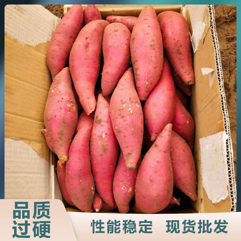 紫薯苗,【紫薯雪花片】口碑好实力强乐农胡萝卜粉厂家