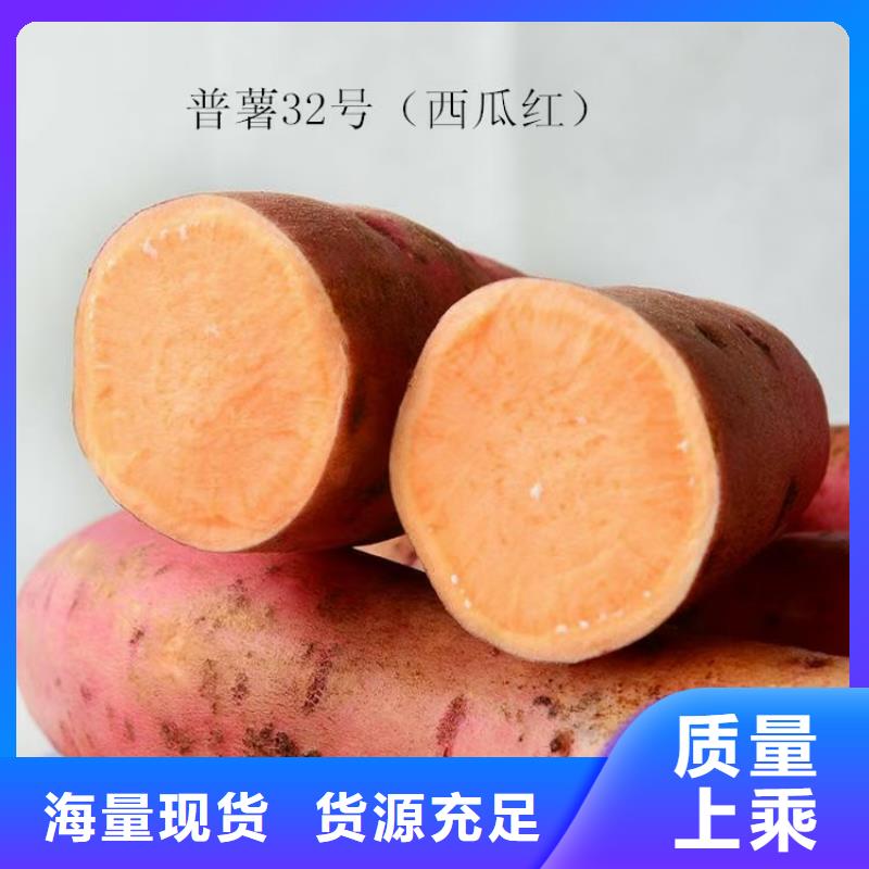 紫薯苗,【紫薯雪花片】口碑好实力强乐农胡萝卜粉厂家