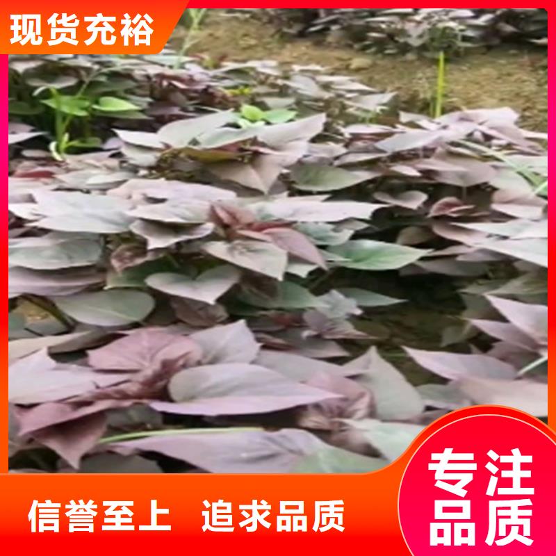 【紫薯苗】,胡萝卜粉源头厂家量大价优