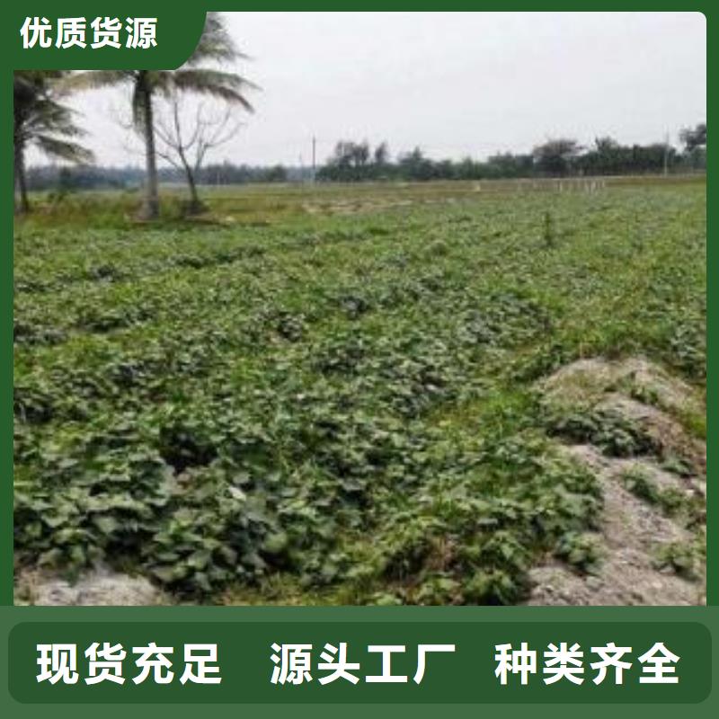 紫薯苗_【菠菜粉厂家】标准工艺乐农羽衣甘蓝粉