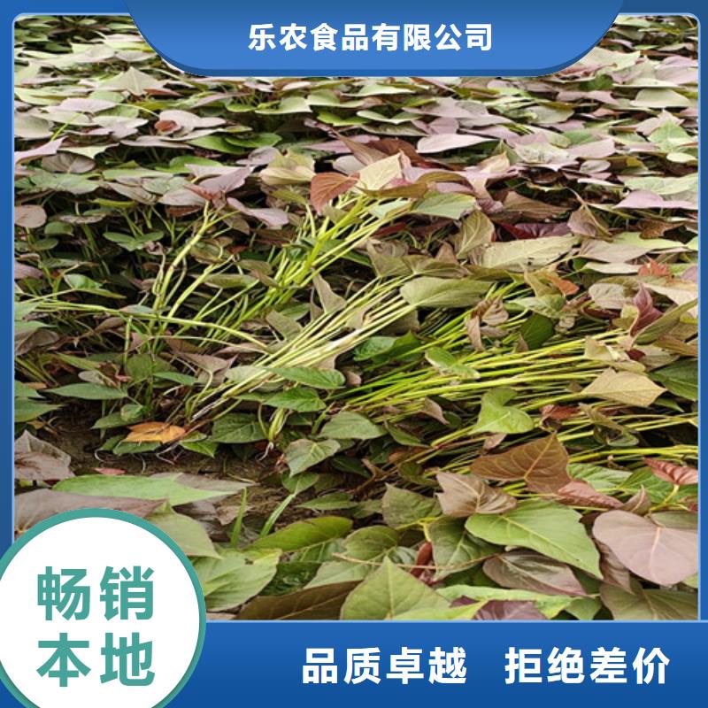 紫薯苗,【紫薯雪花片】口碑好实力强乐农胡萝卜粉厂家