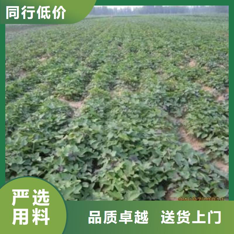 紫薯苗菠菜粉重信誉厂家