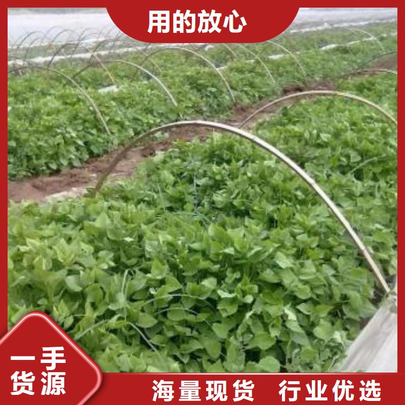 河源|广州|深圳|茂名|揭阳|潮州紫薯苗紫薯雪花片优质货源品牌