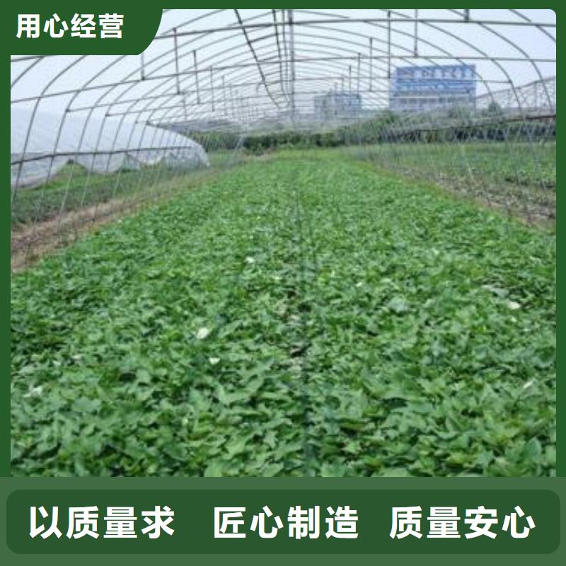 【紫薯苗】,胡萝卜粉源头厂家量大价优