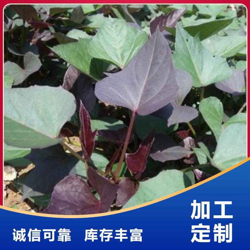 【紫薯苗羽衣甘蓝粉现货销售】