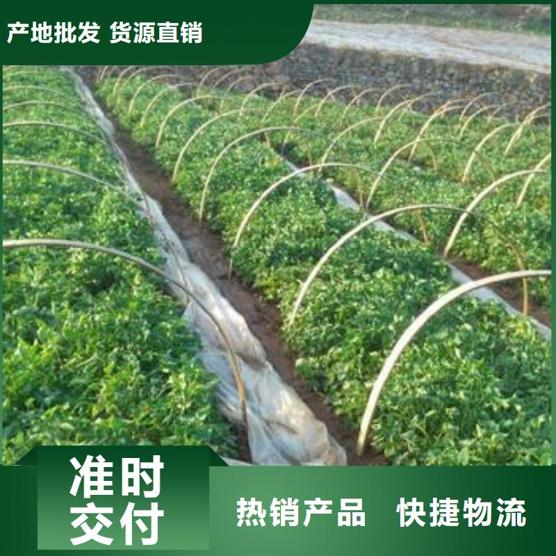 河源|广州|深圳|茂名|揭阳|潮州紫薯苗紫薯雪花片优质货源品牌