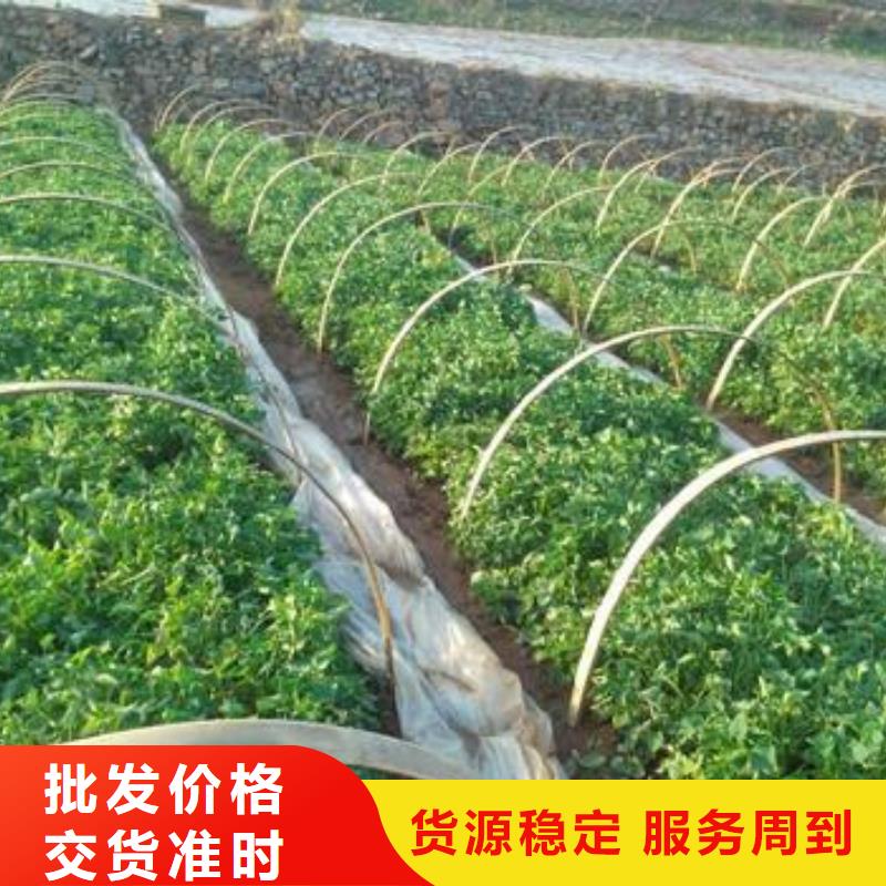 【紫薯苗胡萝卜粉认准大品牌厂家】