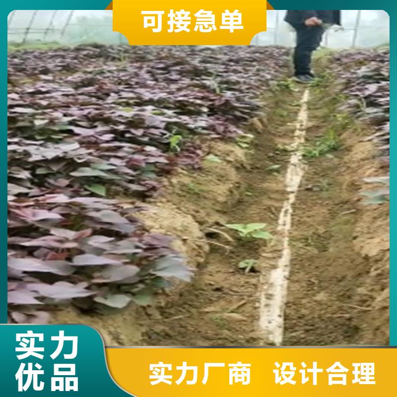 紫薯苗,【紫薯雪花片】口碑好实力强乐农胡萝卜粉厂家
