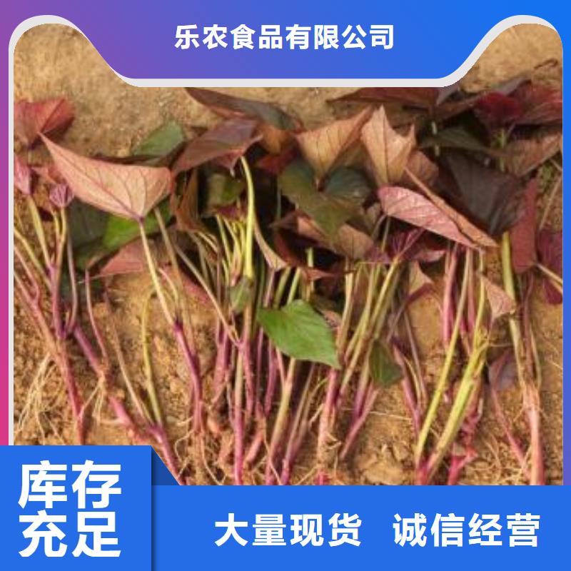 【紫薯苗羽衣甘蓝粉选择我们没错】