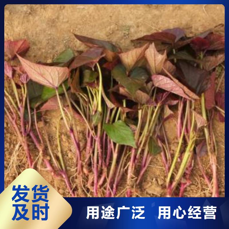 紫薯苗羽衣甘蓝粉售后服务完善