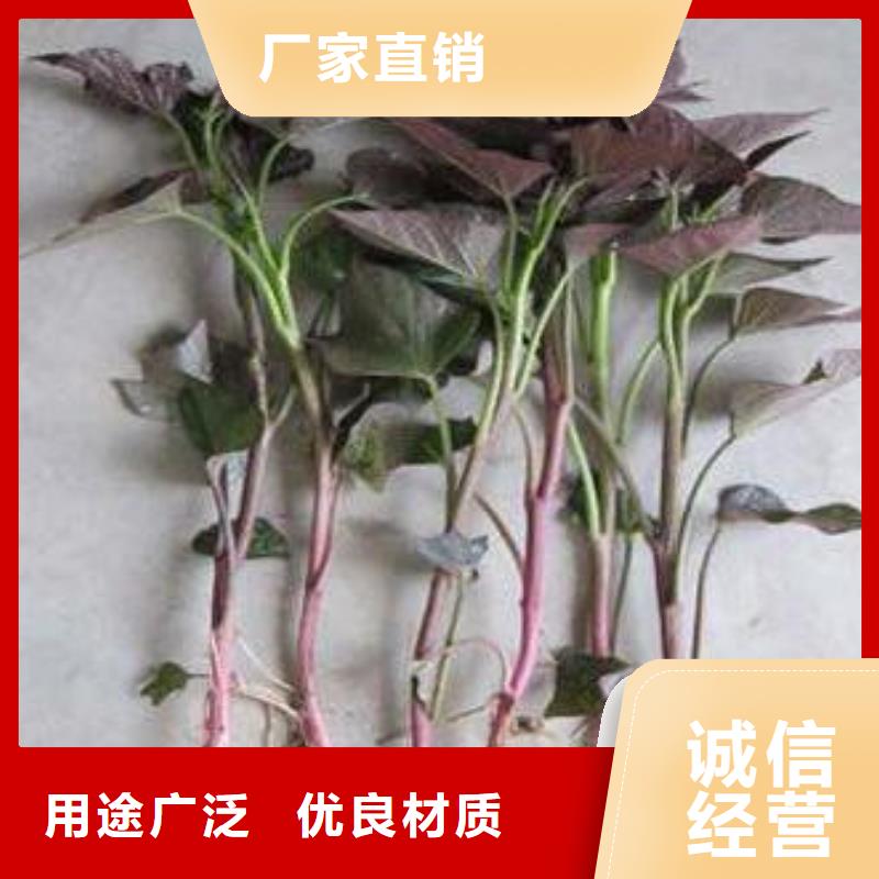 紫薯苗_【菠菜粉厂家】标准工艺乐农羽衣甘蓝粉