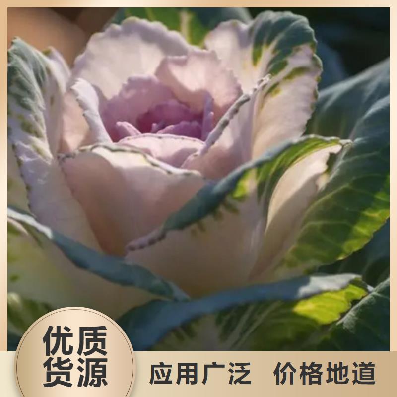 库存充足的甘蓝粉基地
