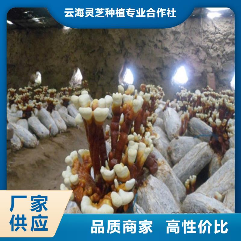 质优价廉的灵芝白牙基地