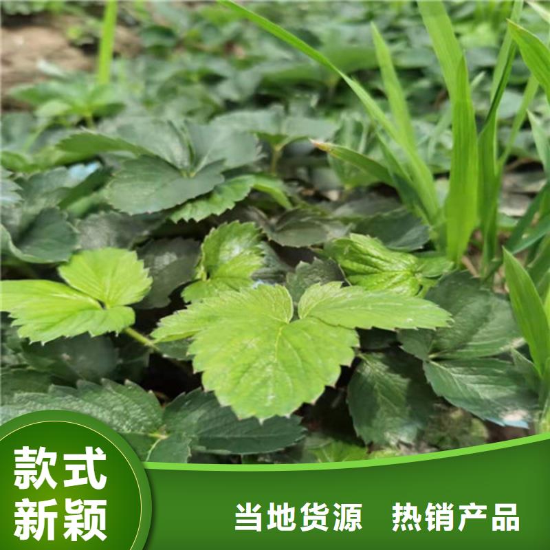 草莓苗_梨树苗本地厂家值得信赖