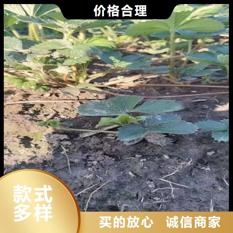 草莓苗大棚草莓苗诚信商家