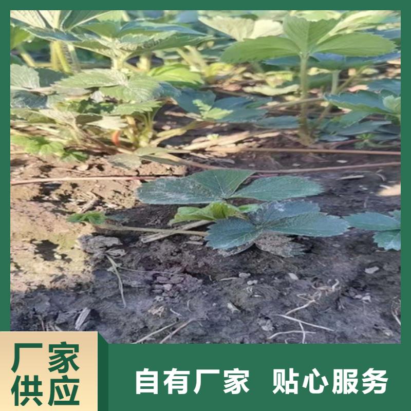 宁波销售草莓苗樱桃树苗使用寿命长久