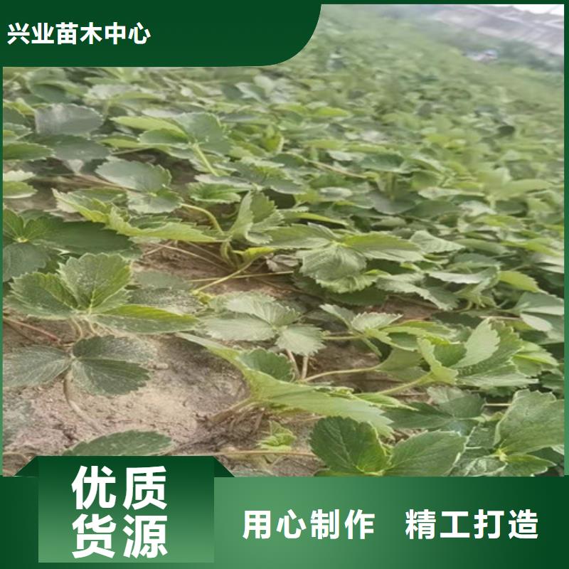草莓苗红耔山楂苗用心服务