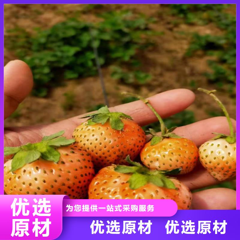 草莓苗杏苗厂家采购