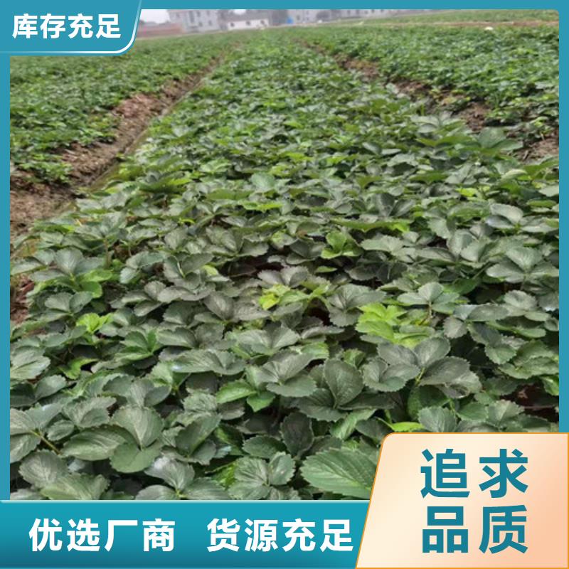 草莓苗梨树苗专心专注专业
