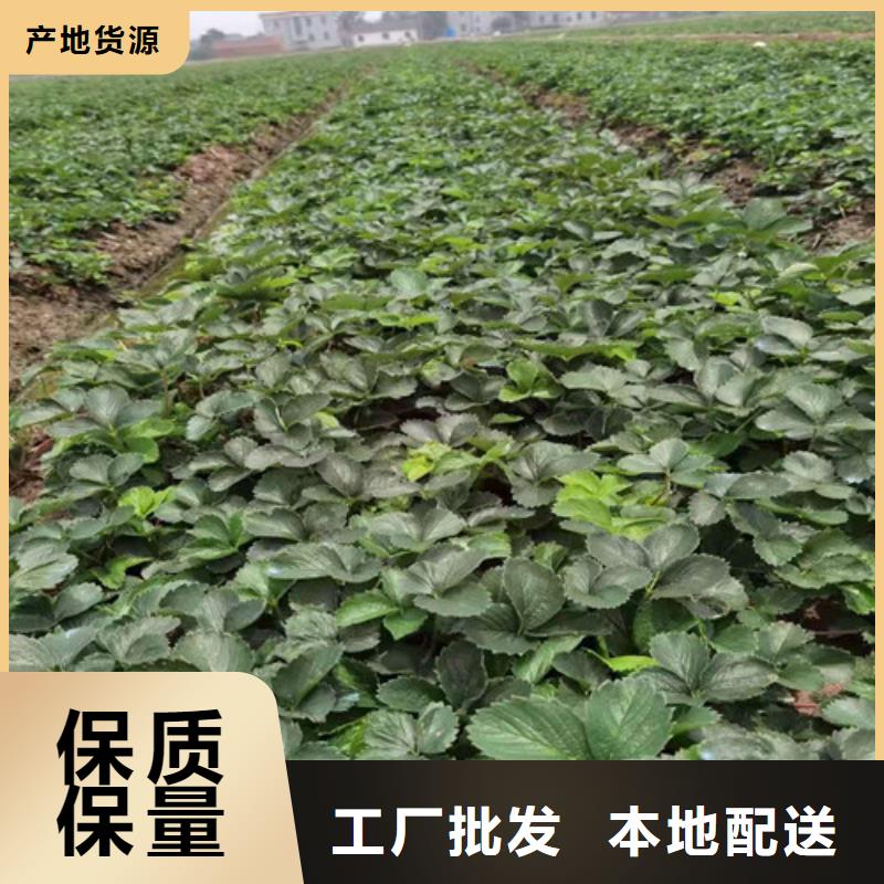 草莓苗梨树苗贴心服务