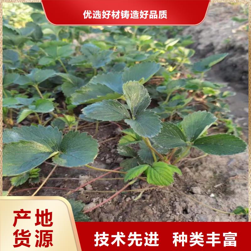 【草莓苗_桃树苗源头厂商】