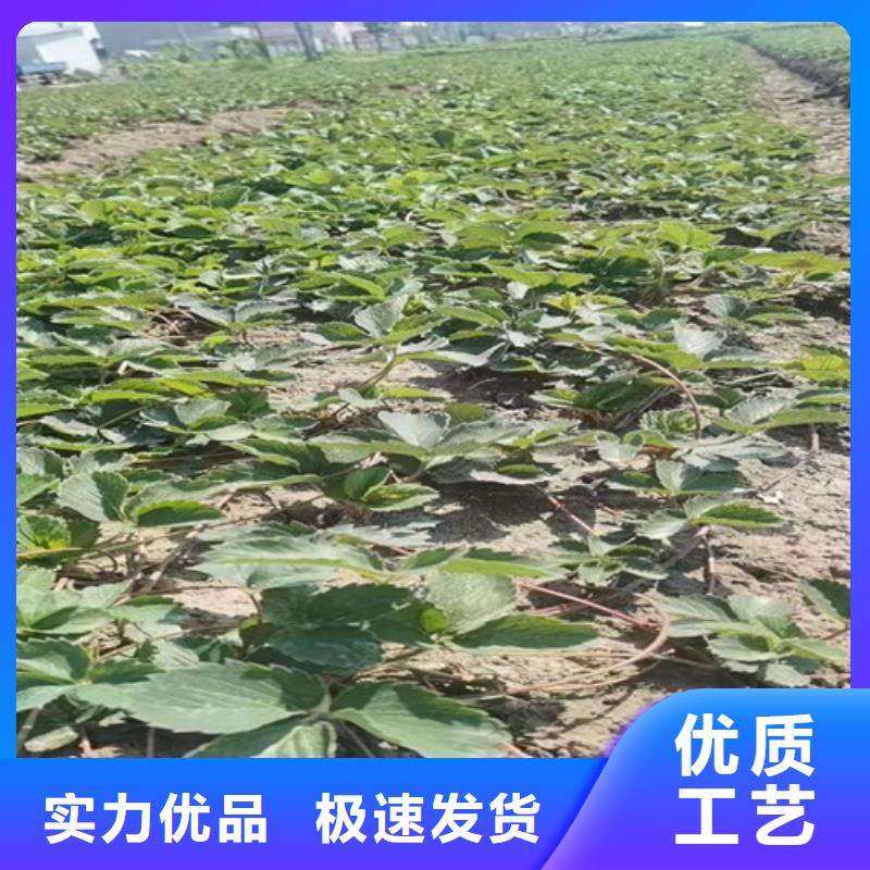草莓苗,油蟠7-7服务始终如一