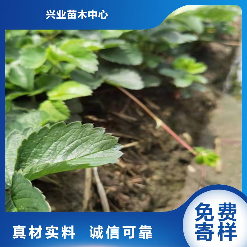 草莓苗冬枣苗源头实体厂商