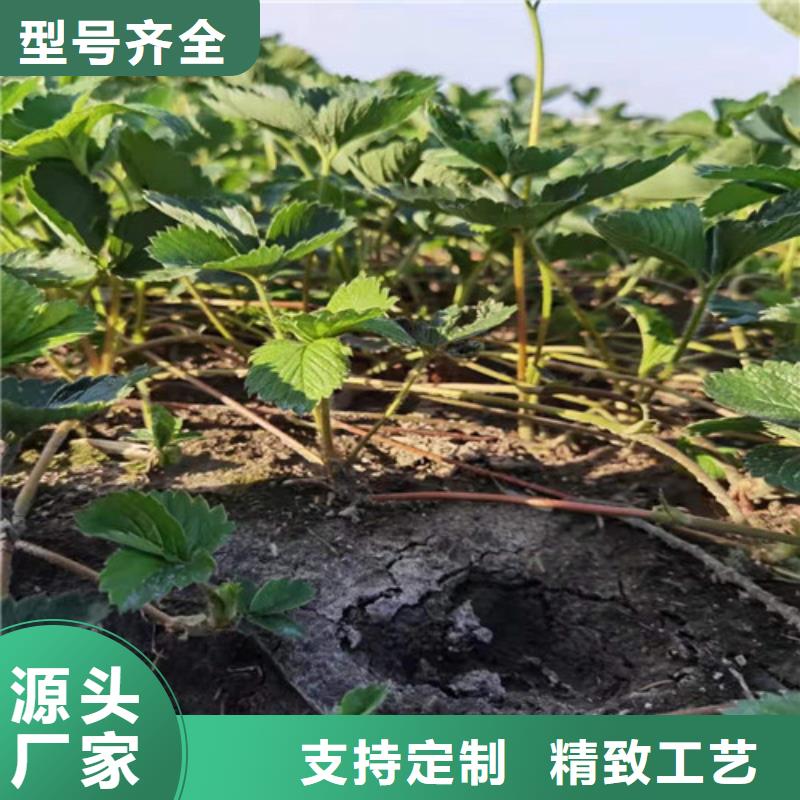 【草莓苗_桃树苗源头厂商】