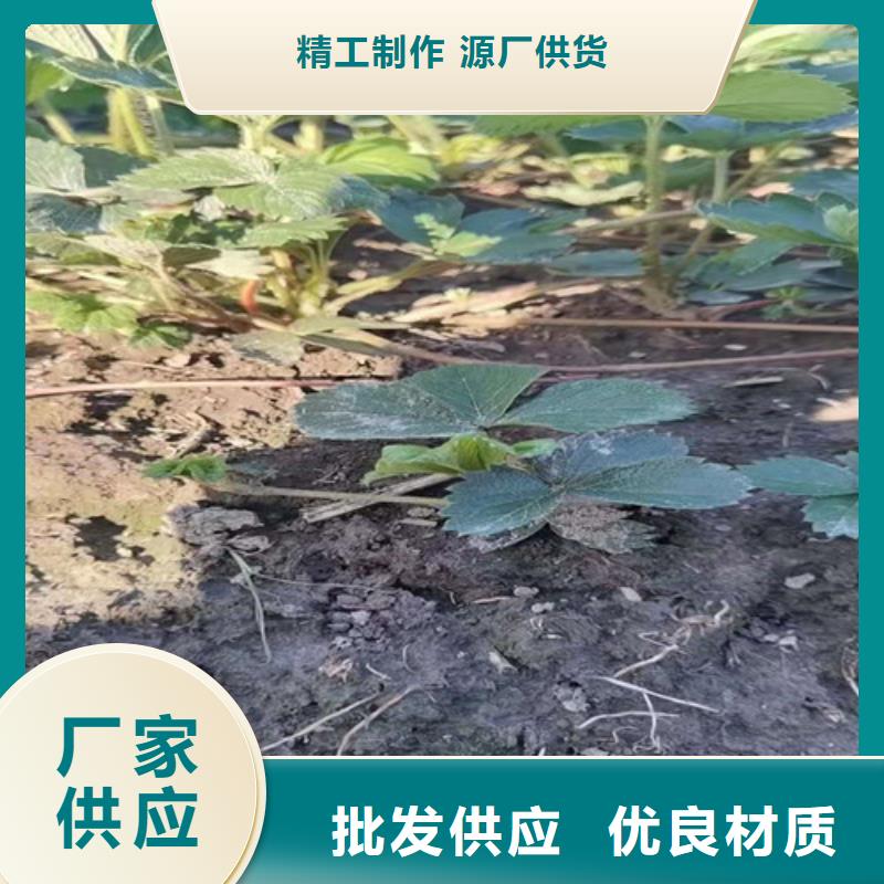 草莓苗苹果苗生产加工