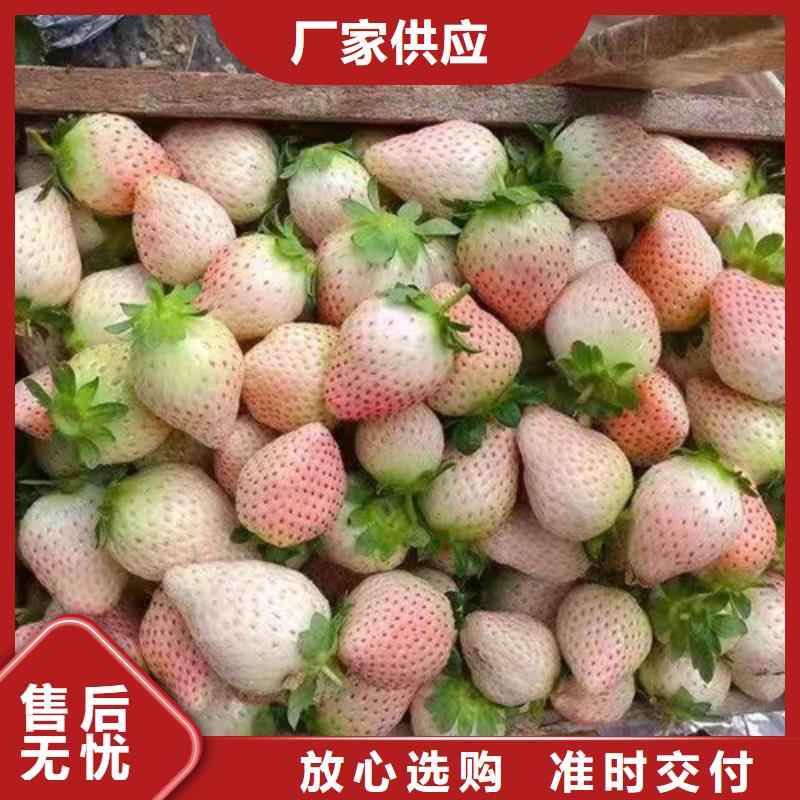 草莓苗-山楂苗销售的是诚信