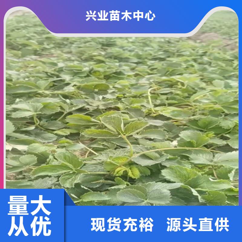 草莓苗【核桃苗】质量三包