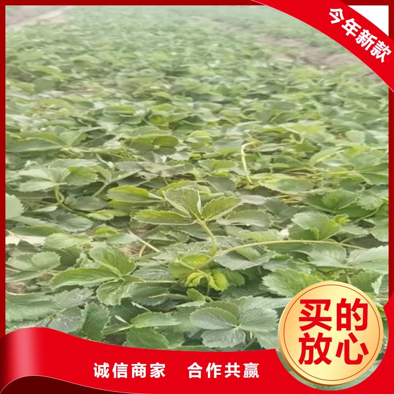 草莓苗【大棚草莓苗】现货充足量大优惠