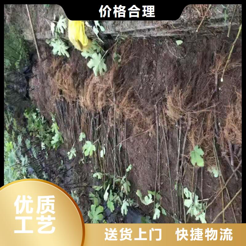 【【宁波】经营无花果梨树苗产品优良】