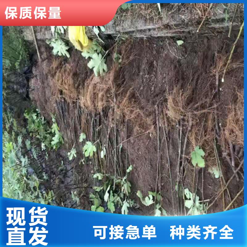 无花果花椒苗大品牌值得信赖