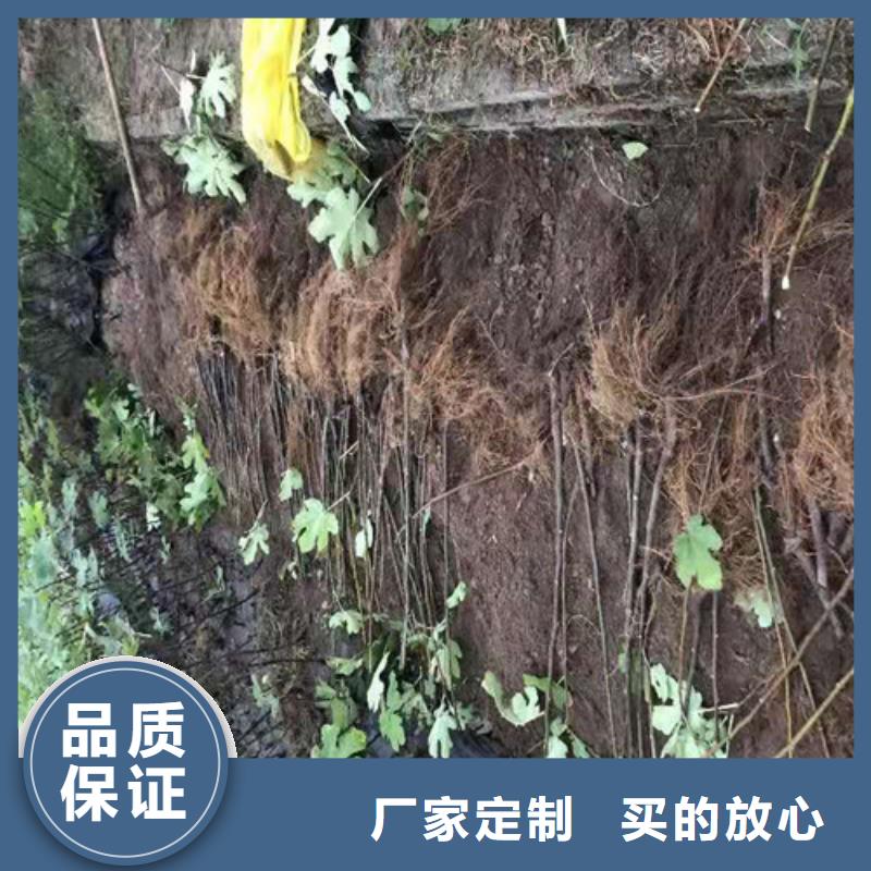 无花果山楂树苗用心制作