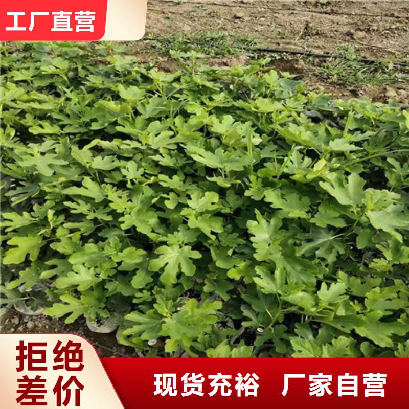 无花果_红颜草莓苗经验丰富品质可靠