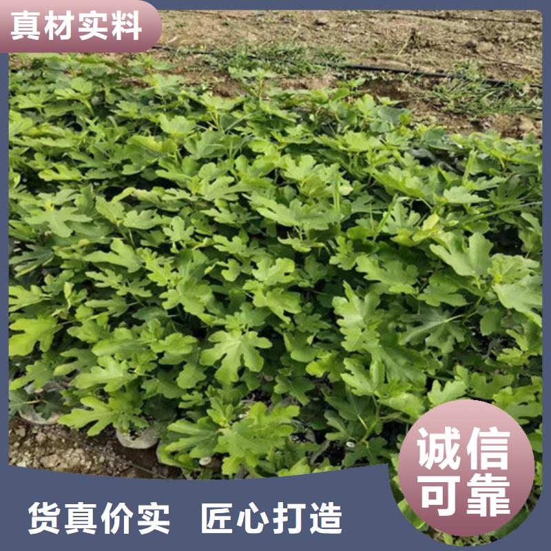 无花果桃树苗符合行业标准