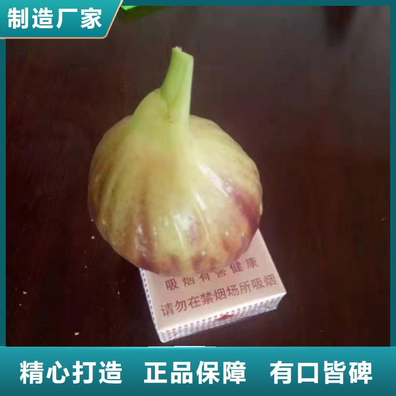 无花果车厘子苗支持定制贴心售后