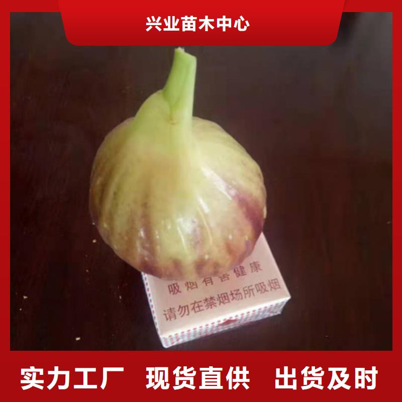 无花果枣树苗现货快速采购