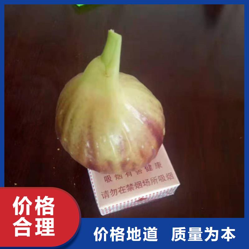 无花果,【核桃苗】源头厂家量大价优|清河门|彰武|丹东|朝阳|沈阳|盘锦|营口39065.com