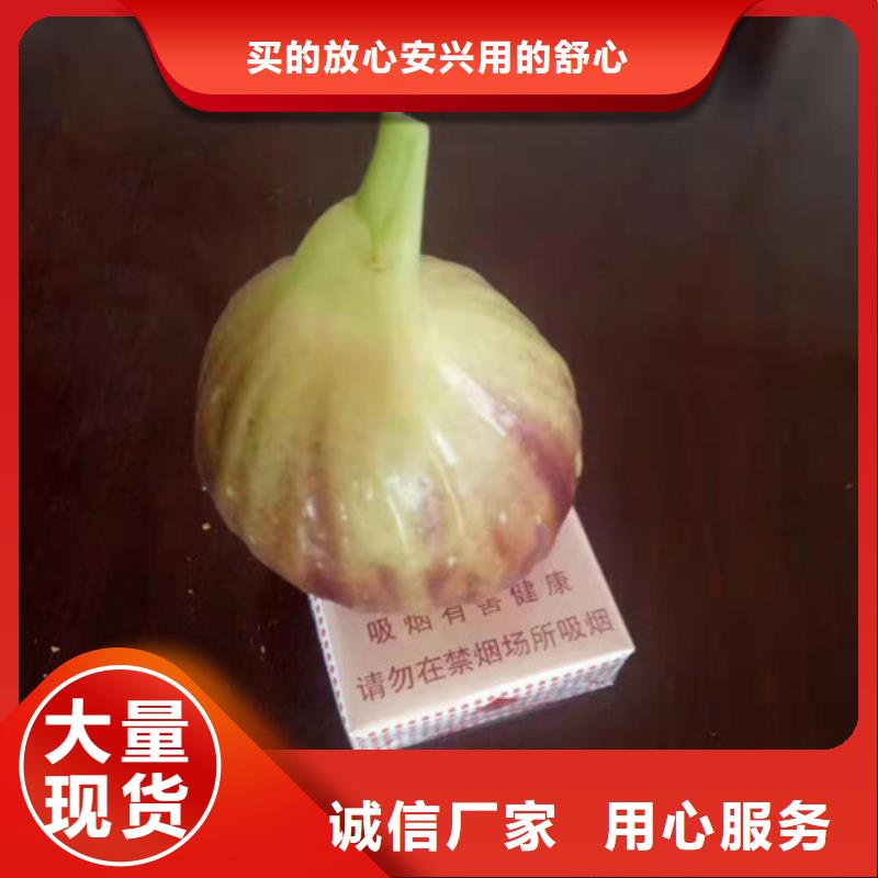 无花果蓝莓苗品质卓越