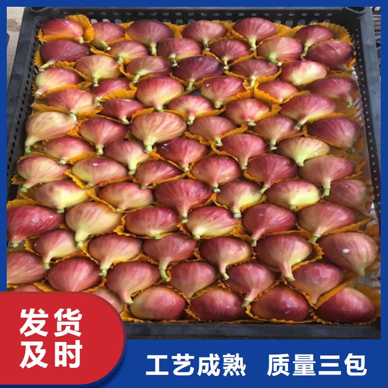 无花果,【核桃苗】源头厂家量大价优|清河门|彰武|丹东|朝阳|沈阳|盘锦|营口39065.com