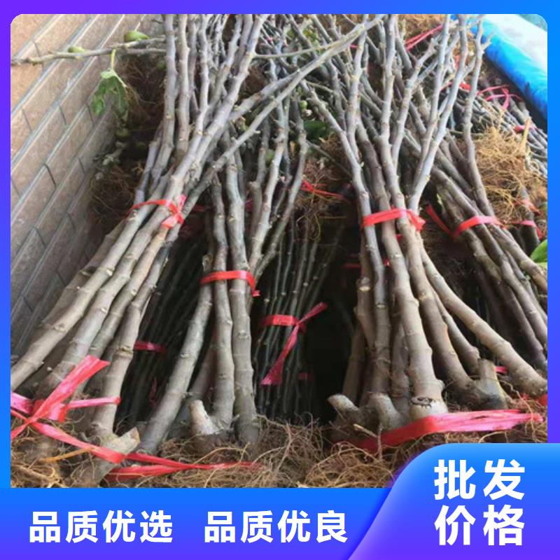 无花果酥脆一号源厂直销