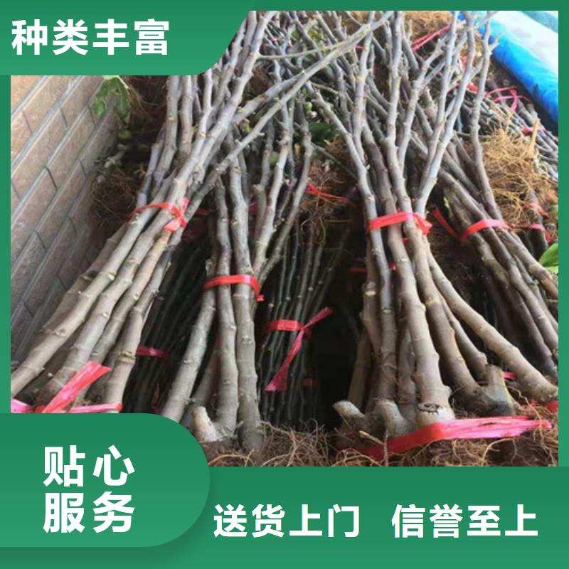 无花果_红颜草莓苗经验丰富品质可靠