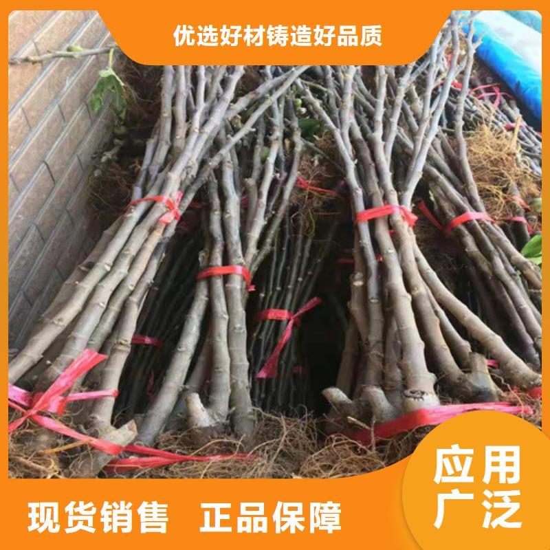 无花果桃树苗符合行业标准