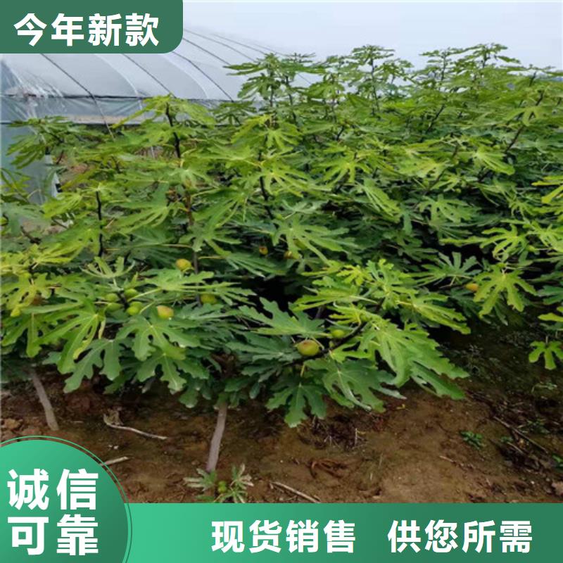 无花果大棚草莓苗加工定制