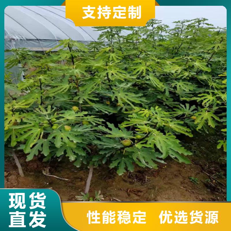 无花果冬枣苗真实拍摄品质可靠