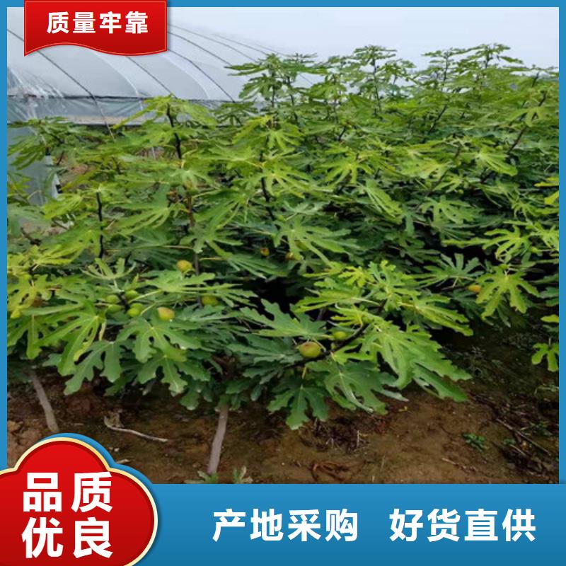 无花果_甜茶苗厂家
