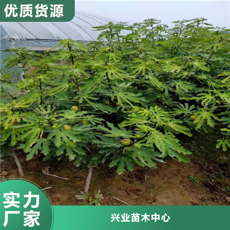 【无花果】,樱桃树苗质检严格_苗木中心(乌鲁木齐市分公司)