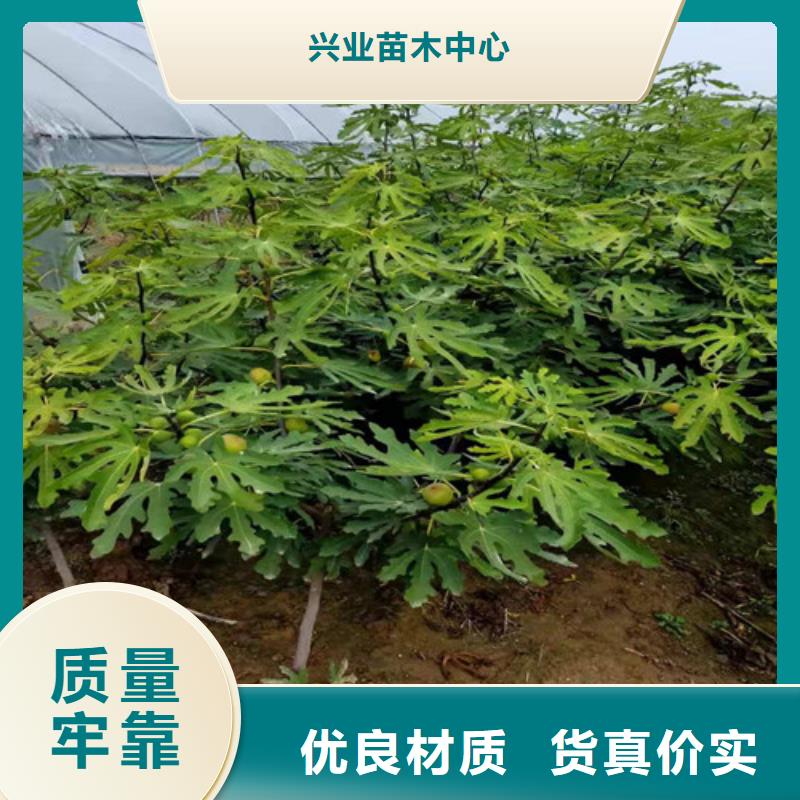 无花果桃树苗符合行业标准